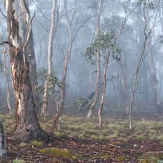foggy bush landscape with gum trees