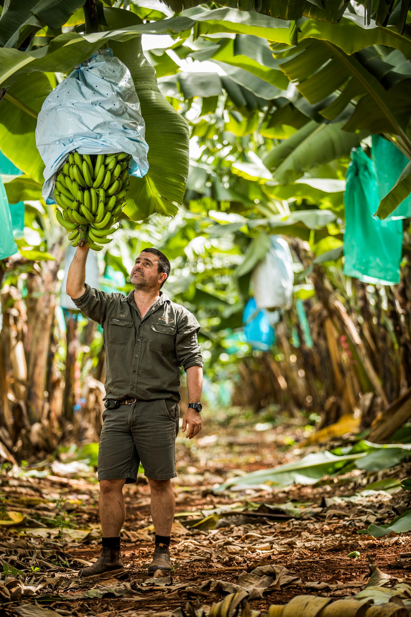 farmer inspecting bunch of bananas in plantation